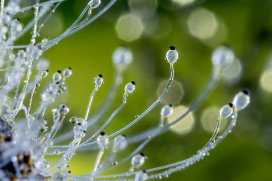 Detailed macro photograph of Pilobolus sp. fungus, commonly known as hat thrower or shotgun fungus, growing on herbivore manure with clear sporangiophores and glistening water droplets.