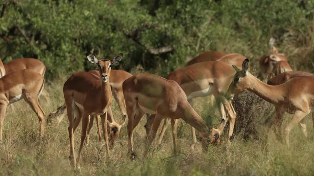 A herd of impala grazes peacefully in the grassland in Kruger National Park, South Africa.