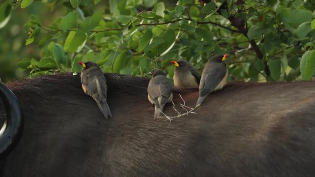 Closeup of four Yellow-billed oxpeckers perch on the back of a Cape buffalo in Kruger National Park, South Africa.