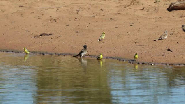 A flock of yellow-fronted canaries drinking and bathing at the water's edge with beautiful reflection on the water's surface when a dark-capped bulbul arrives, Kruger National Park, South Africa