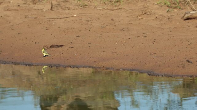 A flock of yellow-fronted canary walks along in the sand at the water's edge before getting startled and flying away. Filmed in Kruger National Park, South Africa