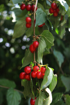 Close-up of bright red fruits of a Cornelian cherry tree in the garden. Cornus mas on summer 