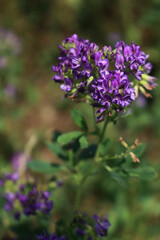 Fototapeta premium Close-up of purple alfalfa flower in the field. Medicago sativa cultivation in bloom in summer