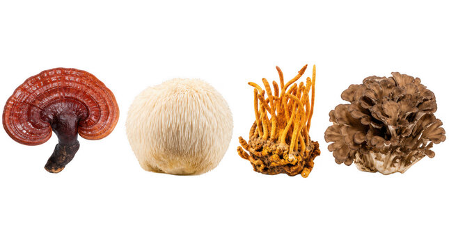 Set of medicinal mushrooms including Reishi, Lion's Mane, Cordyceps, and Maitake, concept of natural wellness and herbal supplements isolated on transparent background.