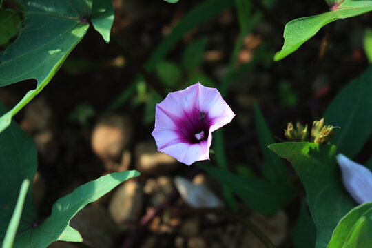 Ipomoea batatas in bloom.  Green Batata plant with lilac flower growing in the vegetable garden