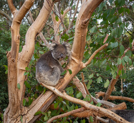 Naklejka premium Two koalas resting on tree branches in Kangaroo Island, Australia