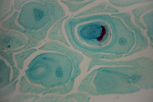 Microscopic view of plant cells displaying distinct blue and red staining patterns, showcasing cellular structures and intercellular spaces in a scientific context