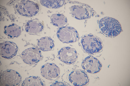 Microscopic view of plant cells displaying circular structures with blue-stained nuclei and cell walls, showcasing cellular organization and structure in a laboratory setting