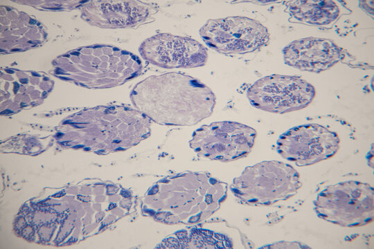 Microscopic view of muscle tissue cells displaying distinct circular shapes and varying sizes, stained with purple dye for enhanced visibility and detail in biological study