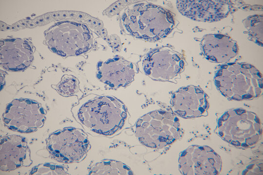 Microscopic view of plant cells displaying circular structures with blue-stained cytoplasm and cell walls, showcasing cellular organization and structure in a laboratory setting