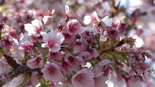 Close Up of Pink Cherry Blossoms Blooming on Tree Branch