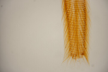 Close-up of a fish scale with a golden-orange hue against a light background, showcasing intricate patterns and textures of the scale structure © Emvats