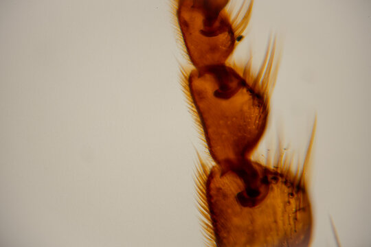 Close-up view of a translucent amber insect specimen showing detailed body segments and fine hairs under a microscope on a light background