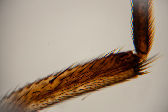 Close-up view of insect leg showing fine hairs and textures under a microscope, highlighting intricate details of the exoskeleton structure and coloration
