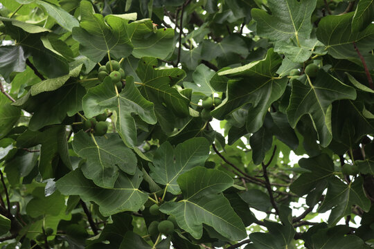 Many green unripe figs on tree in the orchard. Summer fruits. Ficus carica tree