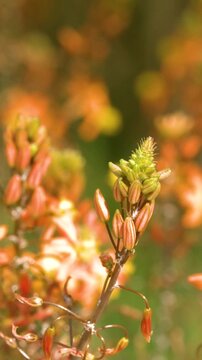 Orange Bulbine Frutescens Flower Stalk Swaying in Sunlight