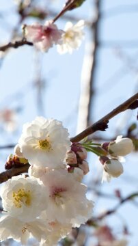 White Japanese Cherry Blossoms Swaying on Tree Branch in Tokyo