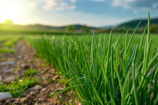 Close up of vibrant green onions thriving in a sunlit field, showcasing agricultural practices and food production
