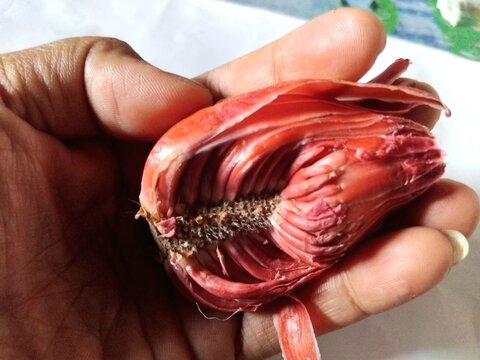 a hand holding a peeled fresh mace spice showing mace aril