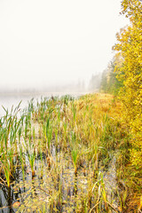Fototapeta premium Bulrush plants on a lakeshore a misty autumn morning