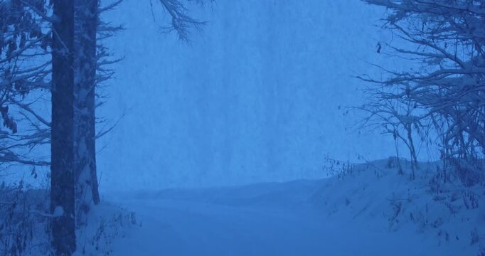 Heavy snowfall in a quiet winter forest in Biei, Hokkaido, Japan