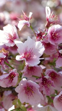 Close Up of Pink Cherry Blossoms Blooming on a Tree Branch