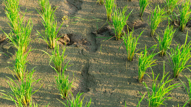 Green rice shoots grow in wet, dark soil. Fresh plants rise from muddy earth in rows. Sunlight glows gently on each blade. Farmer's footprints mark the soil's surface. Harvest begins with quiet