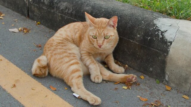 Ginger Tabby Cat Sitting on Asphalt Path in Lumpini Park