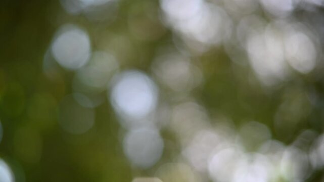 Abstract Out of Focus Nature Bokeh Motion Video with Gentle Sunlight.