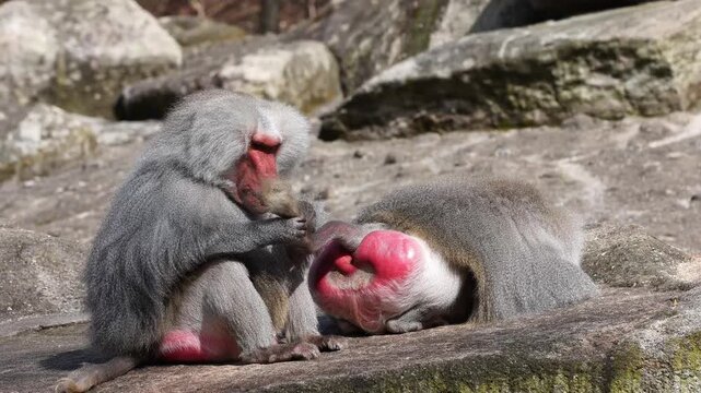 Hamadryas baboon, papio hamadryas, sitting together and grooming each other. Papio hamadryas is a species of baboon