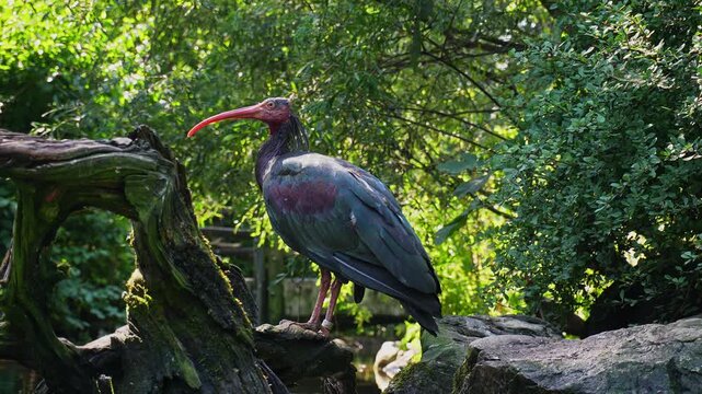 The northern bald ibis, hermit ibis, or waldrapp lat.Geronticus eremita is a migratory bird found in barren, semi-desert or rocky habitats, often close to running water.