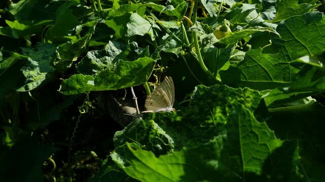 Close up of a small butterfly resting on green leaves among yellow blossoms insect nature flower