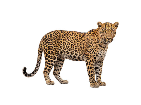 leopard standing isolated on a transparent background