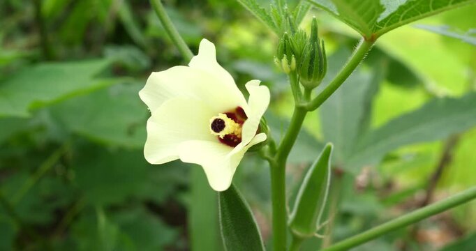 (Abelmoschus esculentus) Abelmoschus esculentus is growing on a plant in an organic garden, a herb garden.