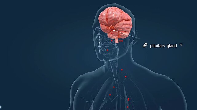 Pituitary gland hormone release to control adreal glands
