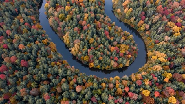 Vibrant Autumn Colors Reflected in Serpentine River in Forest