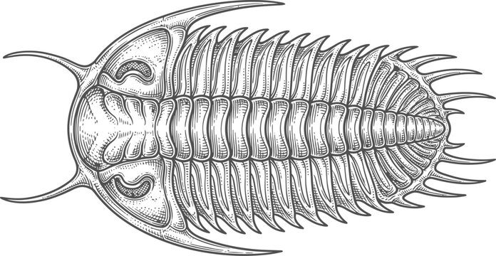 Prehistoric trilobite fossil dorsal view illustration isolated on transparent background