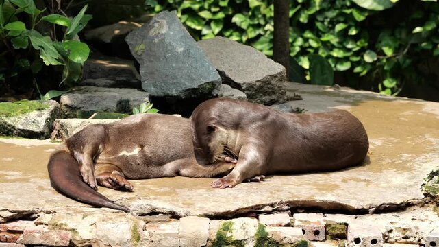 Smooth-coated otters chilling or playing on a stone ledge in a wildlife park.