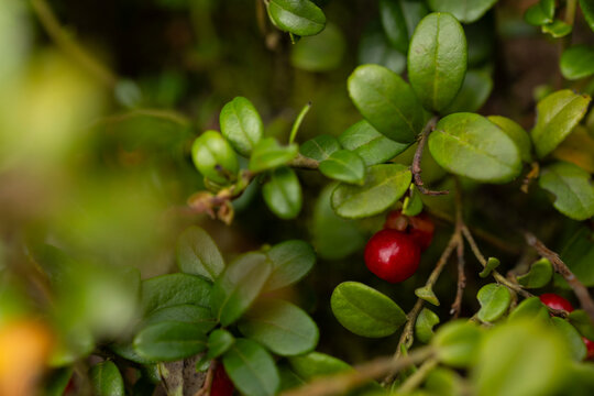 Wild lingonberry bunch with green leaf growing in autumn forest