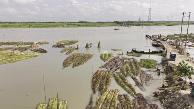 Top-down drone view of harvested jute bundles being retted in the Padma River at Bhagjot Ghat, Daulatpur, Kushtia, with boats serving the nearby river char visible in the water.