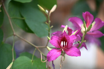 Fototapeta premium New Taipei City, Taiwan - Feb 04, 2026: Bauhinia blakeana blossoms and heart-shaped leaves fill the frame, soft blurred foliage behind, Zhonghe No. 4 Park.