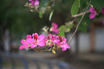 Fototapeta premium A slender Bauhinia blakeana branch bears pink blossoms and leaves, deep bokeh foliage and park grounds blurred behind, Zhonghe No. 4 Park, New Taipei.