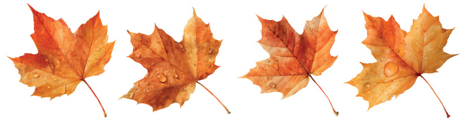 Fototapeta premium Maple season bringing vibrant shades and droplets of water, representing the changing year and the arrival of cooler temperatures, ideal for seasonal themes