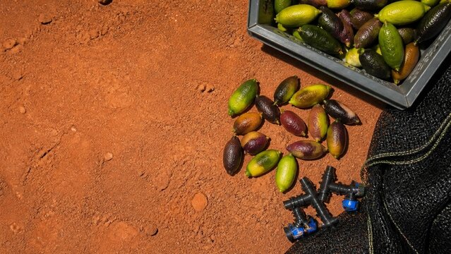 Assortment of whole coffee beans scattered on reddish brown earth, raw agricultural product, natural ground texture, perfect for coffee themed content or brewing process shots