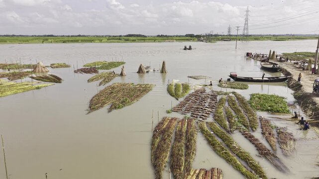 Forward-facing aerial drone view of harvested jute bundles being retted in the Padma River at Bhagjot Ghat, Daulatpur, Kushtia, with boats traveling between the ghat and river char.