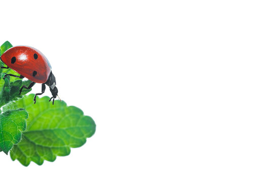 A photo with green fleecy lemon balm leaves on which an adult red ladybug insect is standing, trying to fly away from the edge. Background white isolated with an empty copy space for text