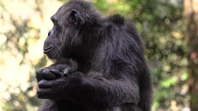 Behavior of a Chimpanzee 