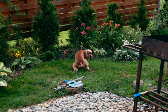 The dog is peeing or pooping while sitting on the green grass in the backyard of the house.