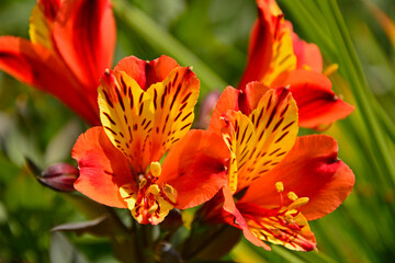 Alstremeria, alstromeria, krasnolica (Alstroemeria), pomarańczowe kwiaty alstremerii, bright orange flowers of Alstroemeria, called the Peruvian lily or lily of the Incas.  © kateej