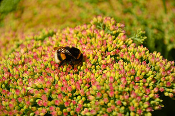 Trzmiel na kwiatach rozchodnika, trzmiel (Bombus) na rozchodniku, rozchodnik okazały, rozchodnikowiec, Hylotelephium spectabile syn. Sedum spectabile, showy stonecrop, Bumblebee on stonecrop flowers, © kateej